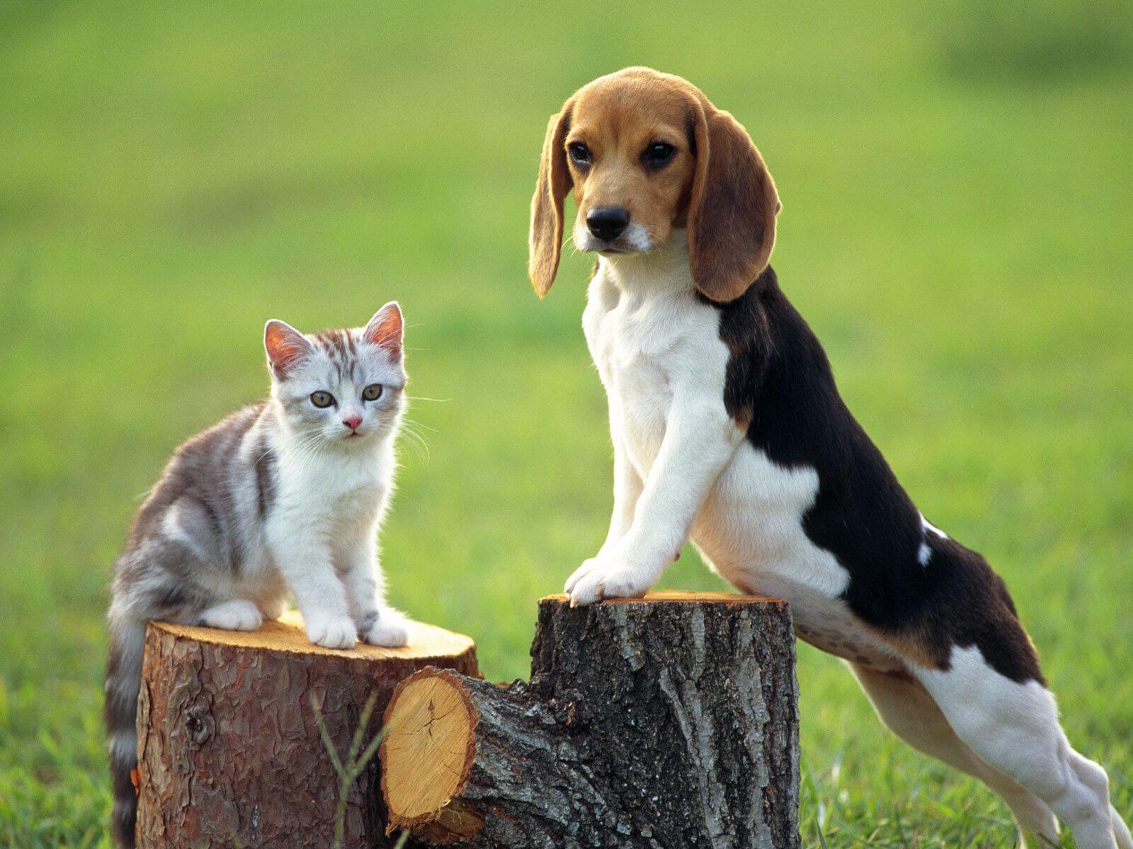  Figure 7.1
 Mordvintsev’s reference image of a cat and a beagle, 2015. 